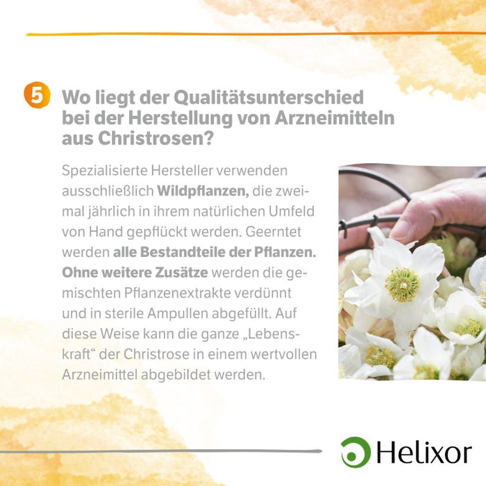 Helleborus niger aquos. D3, 8 pc Ampoules