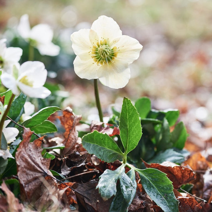 Helleborus niger aquos. D6, 8 pcs. Ampoules