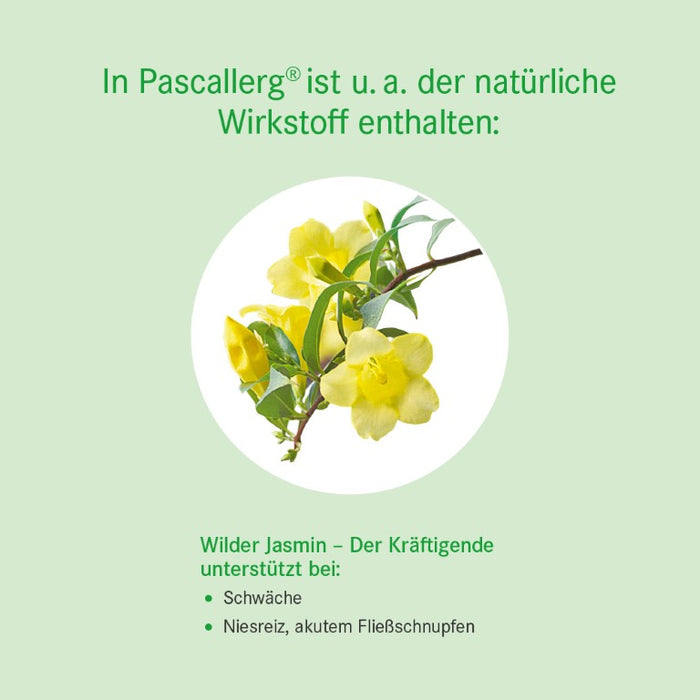 Pascallerg Tabletten  bei Erkrankungen der Atemwege, 100 St. Tabletten