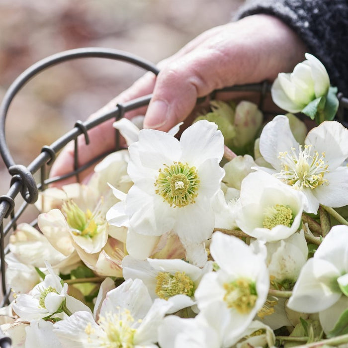 Helleborus niger D5 aquos., 8 St. Ampullen